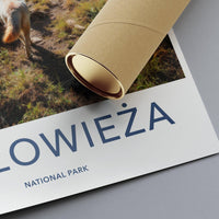 Białowieża National Park Poster